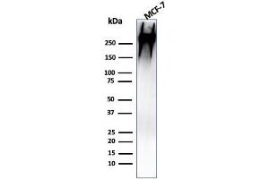Western Blot Analysis of human MCF-7 cell lysate using MUC-1 / CA15-3 / EMA Mouse Monoclonal Antibody (MUC1/955). (MUC1 Antikörper)