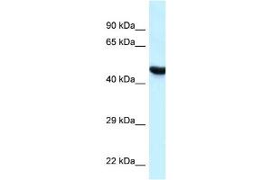 WB Suggested Anti-HYAL3 Antibody Titration: 1. (HYAL3 Antikörper  (C-Term))
