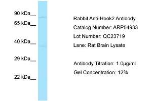 Western Blotting (WB) image for anti-Hook Homolog 2 (HOOK2) (Middle Region) antibody (ABIN970887) (HOOK2 Antikörper  (Middle Region))