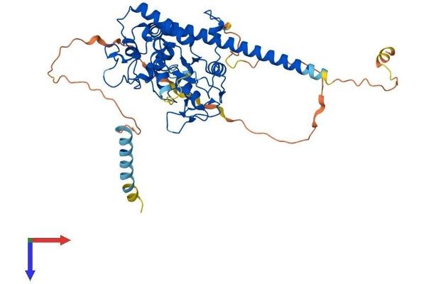 HS6ST3 Protein (AA 1-471) (His tag)