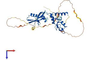 PCGF2 Protein (AA 1-344) (His tag)