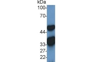 Western Blotting (WB) image for anti-Malate Dehydrogenase 2, NAD (Mitochondrial) (MDH2) (AA 25-338) antibody (ABIN7441490)
