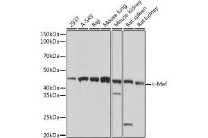 Western blot analysis of extracts of various cell lines, using c-Maf Rabbit mAb (ABIN7271262) at 1:1000 dilution. (MAF Antikörper)