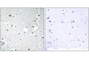 Immunohistochemistry analysis of paraffin-embedded human brain tissue, using JIP1 (Ab-103) Antibody. (MAPK8IP1 Antikörper  (AA 69-118))