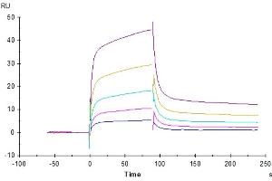 Surface Plasmon Resonance (SPR) image for Leukocyte Immunoglobulin-Like Receptor, Subfamily B (With TM and ITIM Domains), Member 1 (LILRB1) (AA 1-474) protein (His tag) (ABIN7275158)