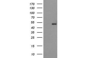 Image no. 1 for anti-Protein O-Fucosyltransferase 2 (POFUT2) antibody (ABIN1500325) (POFUT2 Antikörper)