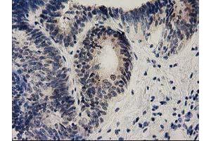 Immunohistochemistry (IHC) image for anti-Ephrin A2 (EFNA2) antibody (ABIN1497952) (Ephrin A2 Antikörper)
