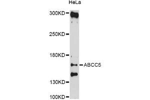 Western blot analysis of extracts of HeLa cells, using ABCC5 antibody (ABIN5997173) at 1/1000 dilution. (ABCC5 Antikörper)