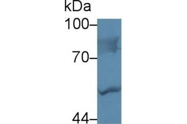 LBP Antikörper  (AA 224-468)