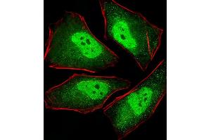 Fluorescent image of Hela cells stained with XAF1 PS Antibody (ABIN1539887 and ABIN2843849). (PSMA5 Antikörper)
