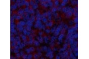 Immunofluorescence analysis of Rat spleen tissue using BMP2 Polyclonal Antibody at dilution of 1:200. (BMP2 Antikörper)