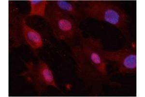Immunofluorescence staining of methanol-fixed MEF cells using GSK3α/β(Phospho-Tyr279/216) Antibody. (Glycogen Synthase Kinase 3 (GSK3) (pTyr216), (pTyr279) Antikörper)