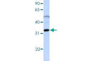 Western blot analysis of Jurkat cell lysate with EIF3G polyclonal antibody . (EIF3G Antikörper  (AA 218-267))