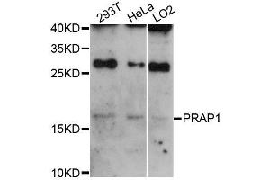 Western blot analysis of extracts of various cell lines, using PRAP1 antibody (ABIN5996782) at 1:3000 dilution. (PRAP1 Antikörper)