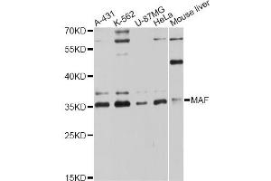 Western blot analysis of extracts of various cell lines, using MAF antibody (ABIN6293355) at 1:3000 dilution. (MAF Antikörper)