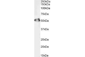 Biotinylated ABIN5608782 (1ug/ml) staining of Human Testis lysate (35µg protein in RIPA buffer). (Septin 6 Antikörper  (Internal Region) (Biotin))