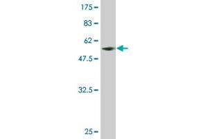 Western Blot detection against Immunogen (55. (SLBP Antikörper  (AA 1-270))