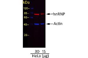 Goat anti-Mouse IgG (Heavy & Light Chain) antibody (DyLight 680) - Preadsorbed