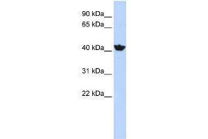 WB Suggested Anti-ADH4 Antibody Titration:  1 ug/ml  Positive Control:  HepG2 cell lysate (ADH4 Antikörper  (Middle Region))
