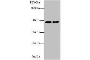 AARSD1 antibody  (AA 1-230)