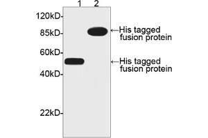Image no. 1 for anti-His Tag (C-Term) antibody (ABIN294958) (His Tag Antikörper  (C-Term))
