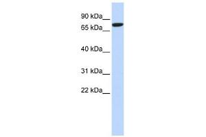 DLL1 antibody used at 1 ug/ml to detect target protein. (DLL1 Antikörper)