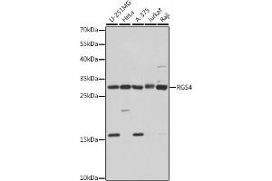 Western blot analysis of extracts of various cell lines, using RGS4 antibody (ABIN7269898) at 1:1000 dilution. (RGS4 Antikörper  (AA 1-100))