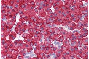 Anti-MDA5 antibody IHC staining of human pancreas. (IFIH1 Antikörper  (C-Term))