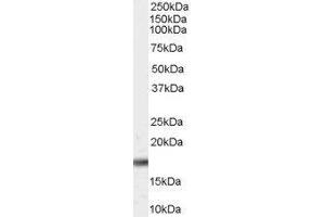 Western Blotting (WB) image for Peptidylprolyl Cis/trans Isomerase, NIMA-Interacting 1 (PIN1) peptide (ABIN369282) (Peptidylprolyl Cis/trans Isomerase, NIMA-Interacting 1 (PIN1) Peptid)