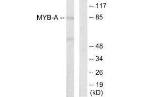 Western blot analysis of extracts from LOVO cells, using MYB-A antibody. (MYBL1 Antikörper)