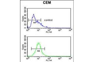 Flow cytometric analysis of CEM cells (bottom histogram) compared to a negative control cell (top histogram). (FUT1 Antikörper  (AA 164-195))