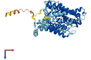 SLC7A9 Protein (AA 1-487) (His tag)