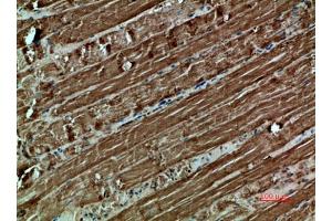 Immunohistochemical analysis of paraffin-embedded human-muscle, antibody was diluted at 1:200. (Cytochrome C Antikörper  (AA 1268-1341))