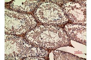 Immunohistochemistry (IHC) analysis of paraffin-embedded Mouse Ovary, antibody was diluted at 1:100. (APLP1 Antikörper  (Internal Region))