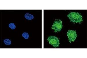 Immunofluorescence (IF) image for anti-Suppressor of Cytokine Signaling 1 (SOCS1) (AA 35-66) antibody (ABIN3029042)
