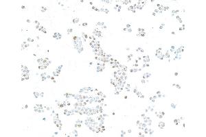 Immunocytochemistry (ICC) image for anti-Kruppel-Like Factor 4 (Gut) (KLF4) (AA 75-125) antibody (ABIN7795639)