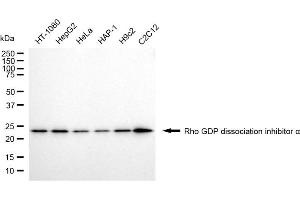 Western blotting analysis using Rho GDP dissociation inhibitor alpha antibody (ABIN7800196).