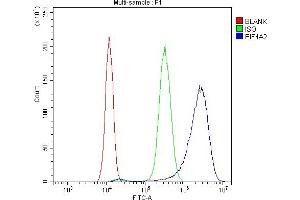 Flow Cytometry analysis of SiHa cells using anti-eIF4A2 antibody (ABIN3043426).