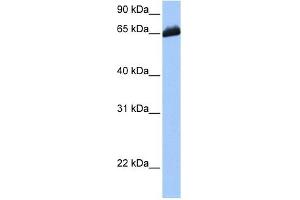 C19ORF21 antibody used at 1 ug/ml to detect target protein. (C19orf21 Antikörper  (C-Term))