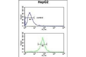 UB Antibody (N-term) (ABIN652775 and ABIN2842510) flow cytometric analysis of HepG2 cells (bottom histogram) compared to a negative control cell (top histogram). (UBAP1 Antikörper  (N-Term))