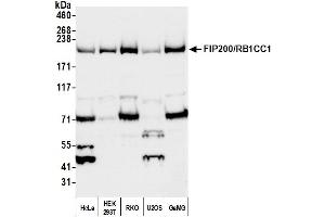 Western Blotting (WB) image for anti-RB1-Inducible Coiled-Coil 1 (RB1CC1) (AA 1544-1594) antibody (ABIN7451783) (FIP200 Antikörper  (AA 1544-1594))