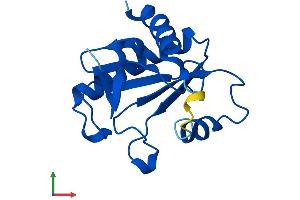 Protein Structure (PS) image for Fragile Histidine Triad (FHIT) (AA 1-147) protein (His tag) (ABIN7553911)