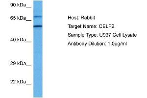 Host: Rabbit Target Name: CELF2 Sample Tissue: Human U937 Whole Cell lysates Antibody Dilution: 1ug/ml
