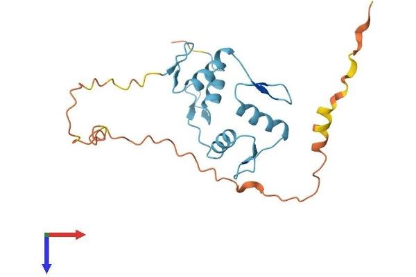 ZNF41 Protein (AA 1-198) (His tag)