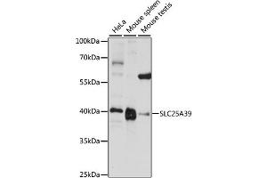 SLC25A39 antibody  (AA 170-250)