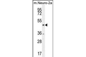 CTBP1 Antibody (C-term) (ABIN654880 and ABIN2844534) western blot analysis in mouse Neuro-2a cell line lysates (35 μg/lane). (CTBP1 Antikörper  (C-Term))