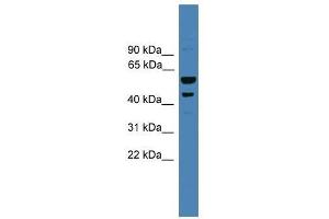 SERPINB2 antibody used at 0. (SERPINB2 Antikörper  (Middle Region))