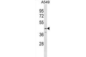 Western Blotting (WB) image for anti-serpin Peptidase Inhibitor, Clade B (Ovalbumin), Member 12 (SERPINB12) antibody (ABIN3000181) (SERPINB12 Antikörper)