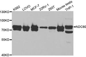 Western blot analysis of extracts of various cell lines, using NDC80 antibody (ABIN5973139) at 1/1000 dilution. (NDC80 Antikörper)