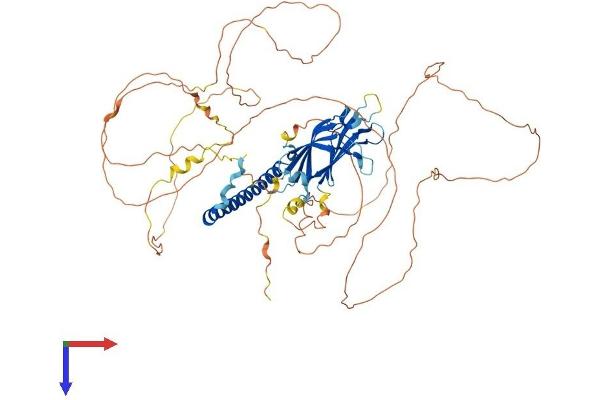 RAB11FIP5 Protein (AA 1-653) (His tag)
